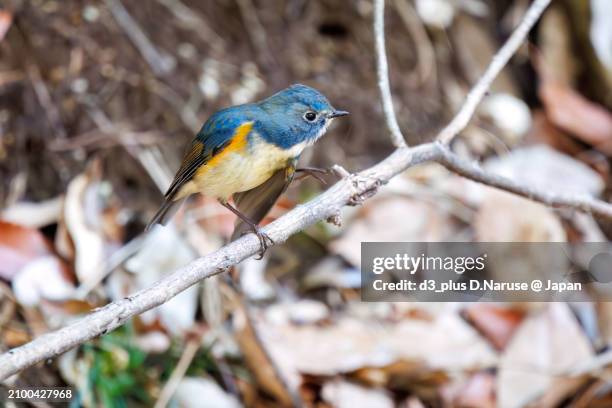 a happy blue bird, the lovely red-flanked bluetail (tarsiger cyanurus, family comprising flycatchers) grooming its feathers.

at omachi park natural observation garden, ichikawa, chiba, japan,
photo by march 9, 2024. - tarsiger cyanurus stock pictures, royalty-free photos & images