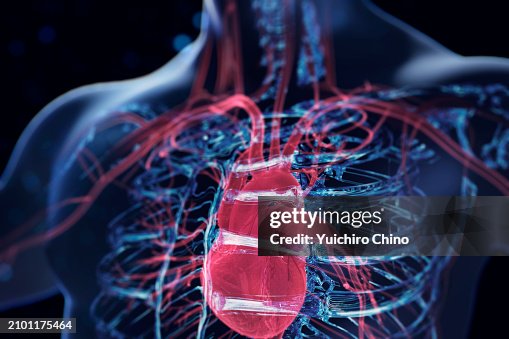 Human heart Human heart