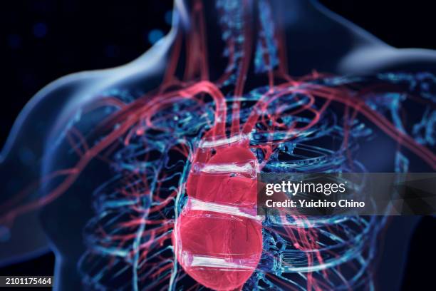 human heart - menselijke slagader stockfoto's en -beelden