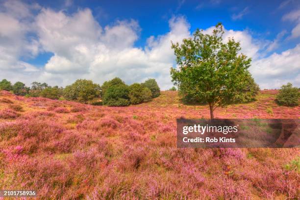 blooming heather on herikhuizerveld ( posbank ) on a summer day - posbank stockfoto's en -beelden