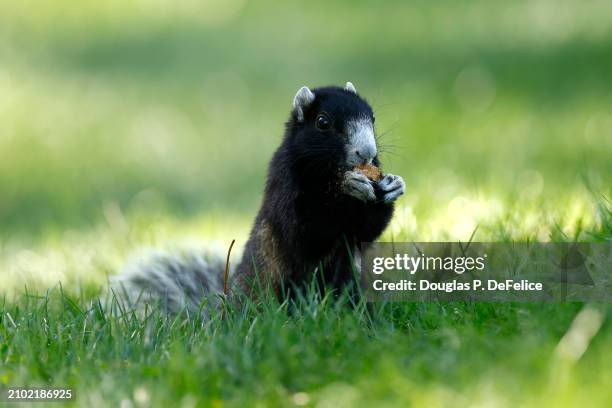 Fox squirrel is seen during the first round of the Valspar Championship at Copperhead Course at Innisbrook Resort and Golf Club on March 21, 2024 in...