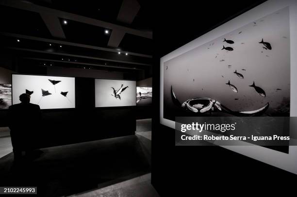 General view of the masterpieces by Mexican photographer and artist Cristina Goettsch Mittermeier part of the exhibition "Cristina Mittermeier, La...