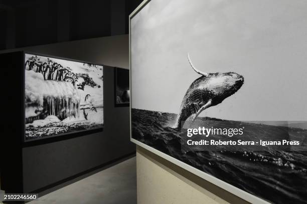 General view of the masterpieces by Mexican photographer and artist Cristina Goettsch Mittermeier part of the exhibition "Cristina Mittermeier, La...