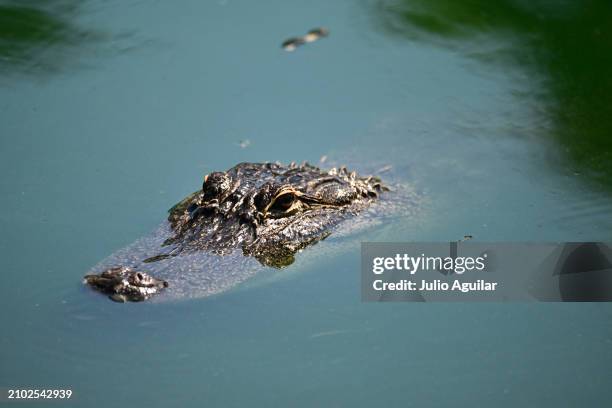 An alligator is seen during the first round of the Valspar Championship at Copperhead Course at Innisbrook Resort and Golf Club on March 21, 2024 in...