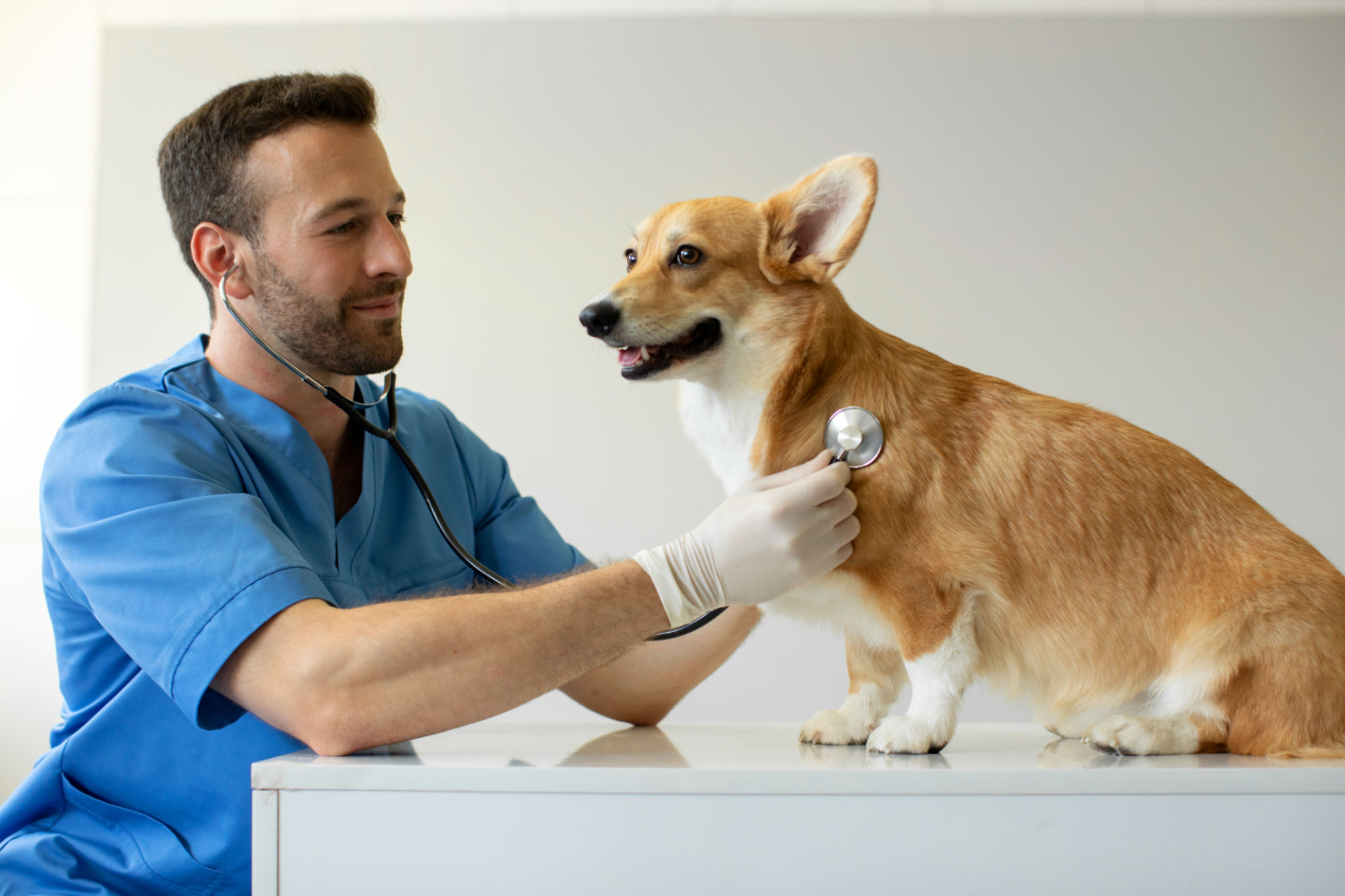 pet sitter