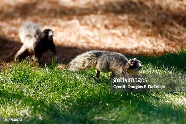 Fox squirrels are seen during the first round of the Valspar Championship at Copperhead Course at Innisbrook Resort and Golf Club on March 21, 2024...