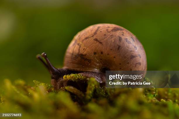 brown garden snail - water whorl grass stock pictures, royalty-free photos & images