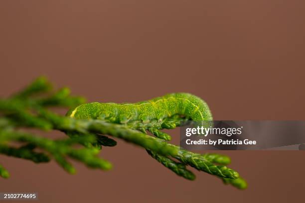 cabbage looper caterpillar - cruciferae stock pictures, royalty-free photos & images