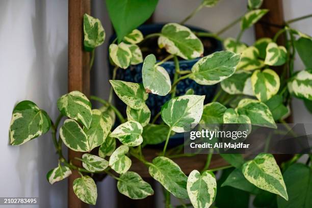 pothos leaves - epipremnum stock pictures, royalty-free photos & images