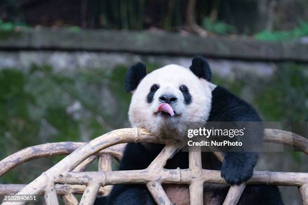 Giant panda is resting at Chongqing Zoo in Chongqing, China, on March 24, 2024.