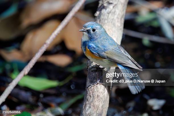 a happy blue bird, the lovely red-flanked bluetail (tarsiger cyanurus, family comprising flycatchers).

at omachi park natural observation garden, ichikawa, chiba, japan,
photo by march 9, 2024. - tarsiger cyanurus stock pictures, royalty-free photos & images