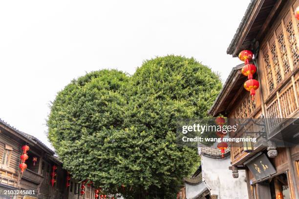 the love tree in nanhou street, fuzhou, china - grüner gürtel mode stock-fotos und bilder