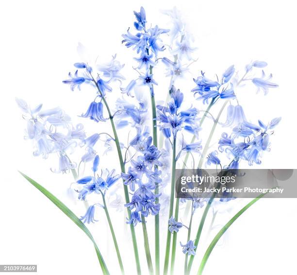 high-key studio image of beautiful spring flowering bluebell flowers against a white background - high key stock pictures, royalty-free photos & images