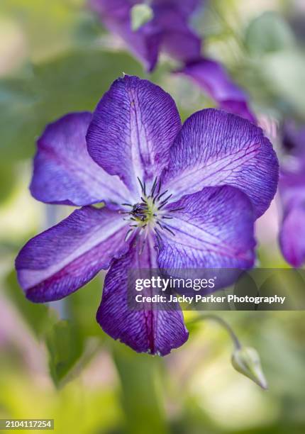 beautiful , purple summer flowers of clematis viticella 'super nova' - nova stock pictures, royalty-free photos & images