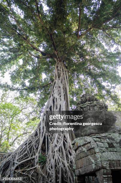 a giant fichus tree, known as the tomb raider tree, engulfs part of a gallery inside the first enclosure at ta prohm temple, angkor archaeological park, cambodia - engulfs stock pictures, royalty-free photos & images