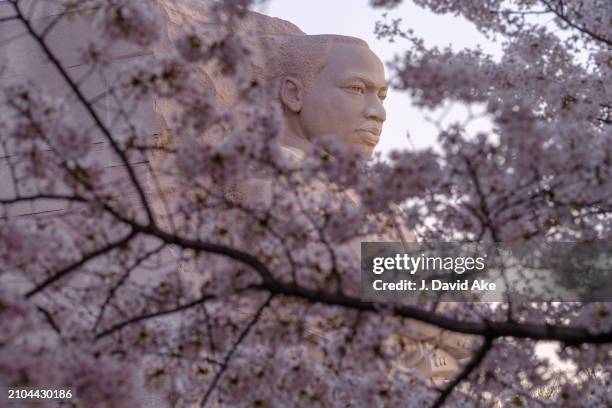 The Martin Luther King, Jr., memorial is framed in the cherry blossoms along the Tidal Basin on March 22 in Washington, DC.