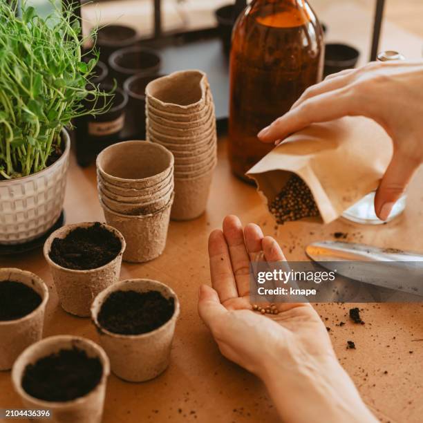 primavera plantando semillas mujer cultivando plantas en interiores - sembrar fotografías e imágenes de stock