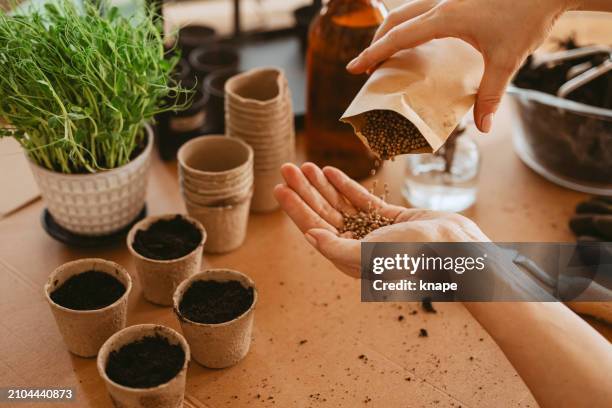 spring time planting seeds woman cultivating plants indoors - koriander stockfoto's en -beelden