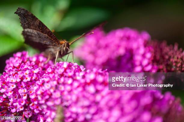 littlebourne, kent, england, uk. 7 august 2023. peacock butterfly on a buddleia bush. - micro zoo stock pictures, royalty-free photos & images