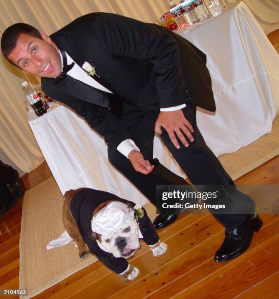 Adam Sandler poses with his pet bulldog Meatball at his wedding June 22, 2003 in Malibu, California. Sandler married model-actress Jackit Titone.