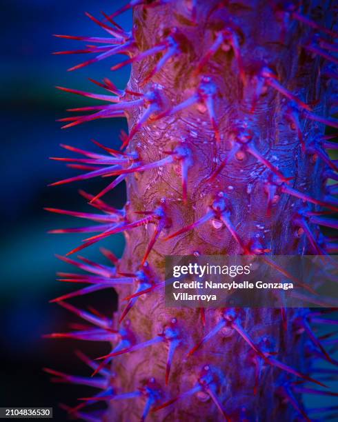 pink and purple thorny cactus plant - mississauga stock pictures, royalty-free photos & images