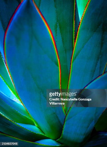 enhanced  colours of an agave succulent plant - mississauga stock pictures, royalty-free photos & images