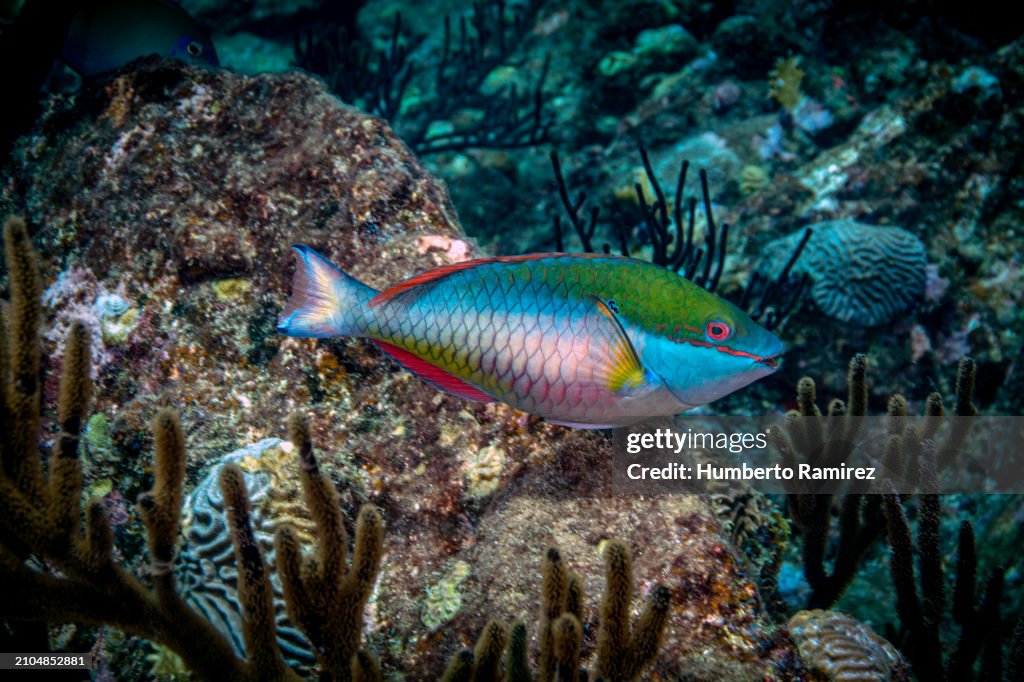 Redband Parrotfish.