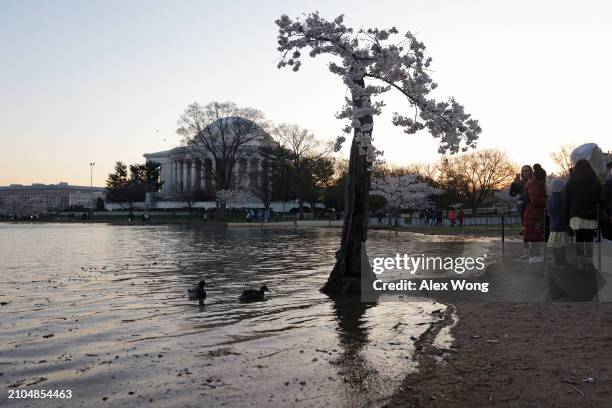 High tide water reaches to the base of a cherry tree nicknamed "Stumpy" at the Tidal Basin on March 22, 2024 in Washington, DC. The National Park...