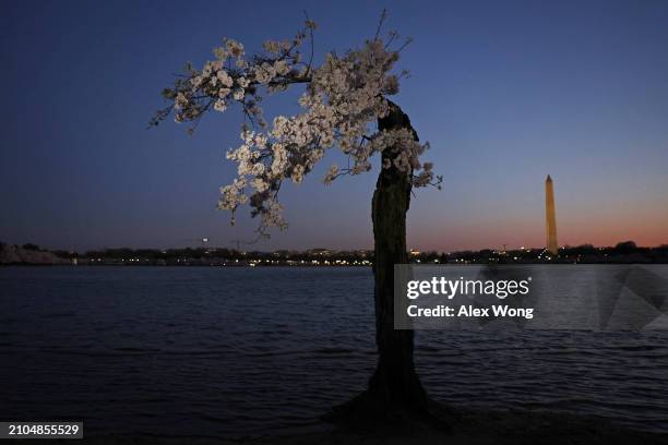 The cherry tree nicknamed "Stumpy" stands in high tide water at the Tidal Basin on March 22, 2024 in Washington, DC. The National Park Service...