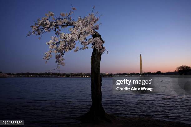 Charry Tree Dc 110 Dcs Construction Stock Photos, High-Res Pictures, and Images ...