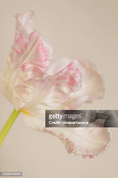 close-up of a pink and white tulip against a white background - tulipa fringed beauty stock pictures, royalty-free photos & images