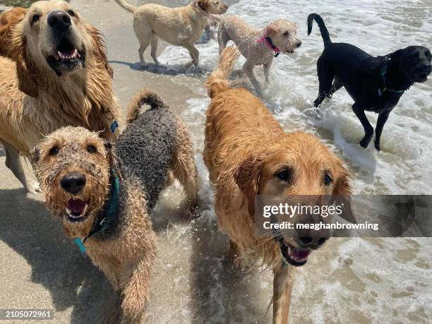 close-up of a group of wet dogs walking in ocean surf, florida, usa - labrador retriever stock pictures, royalty-free photos & images