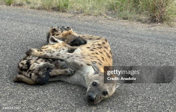 Hyenas are seen on a road in the Kruger National Park in Limpopo of South Africa on March 20, 2024. In the Kruger National Park, the largest wildlife...