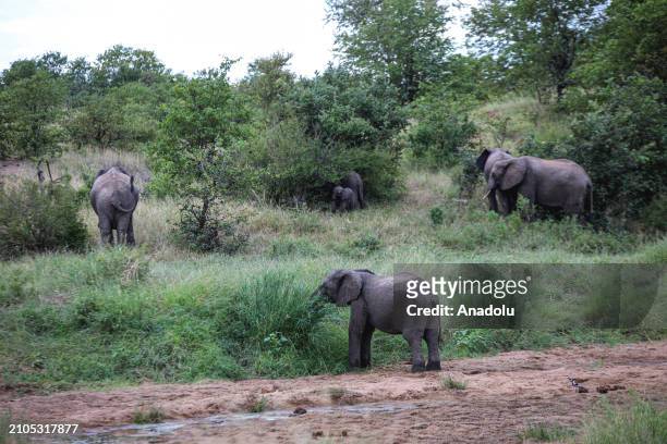 Elephants are seen in their habitats at the Kruger National Park in Limpopo of South Africa on March 20, 2024. Kruger National Park, the largest...