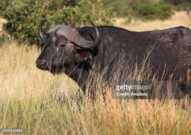 Buffalo is seen in their habitats at the Kruger National Park in Limpopo of South Africa on March 20, 2024. Kruger National Park, the largest...