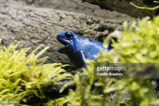 Dyeing poison dart frog is seen during a preview of the Secret Life of Reptiles and Amphibians experience, opening this Easter at ZSL London Zoo in...