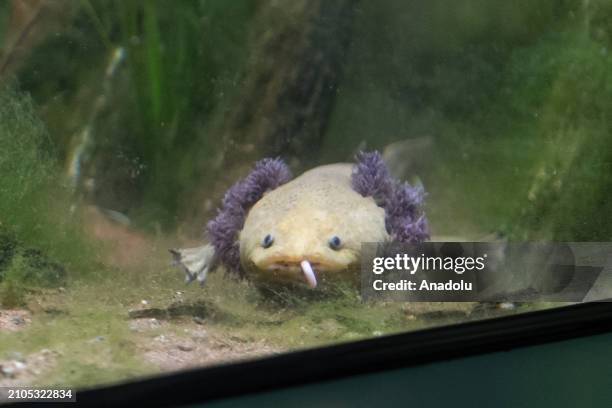 Lake Patzcuaro salamander is seen during a preview of the Secret Life of Reptiles and Amphibians experience, opening this Easter at ZSL London Zoo in...