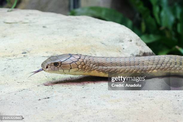 King cobra is seen during a preview of the Secret Life of Reptiles and Amphibians experience, opening this Easter at ZSL London Zoo in London, United...