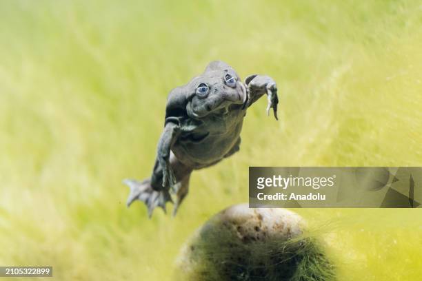 Titicaca frog jumps during a preview of the Secret Life of Reptiles and Amphibians experience, opening this Easter at ZSL London Zoo in London,...