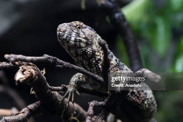 Crocodile lizard is seen during a preview of the Secret Life of Reptiles and Amphibians experience, opening this Easter at ZSL London Zoo in London,...