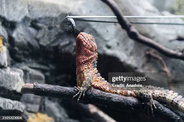 Zookeeper feeds crocodile lizard is fed during a preview of the Secret Life of Reptiles and Amphibians experience, opening this Easter at ZSL London...