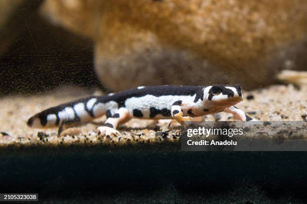 Luristan newt is seen during a preview of the Secret Life of Reptiles and Amphibians experience, opening this Easter at ZSL London Zoo in London,...