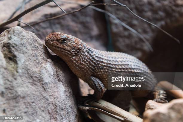 Gidgee spiny-tailed skink is at a preview of the Secret Life of Reptiles and Amphibians experience, opening this Easter at ZSL London Zoo in London,...