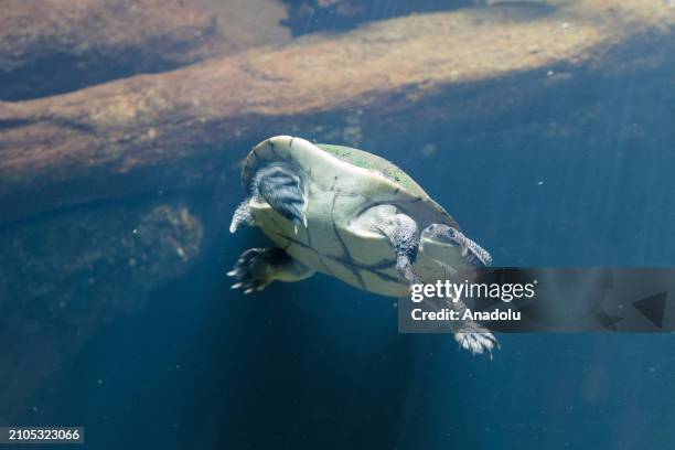 Roti snake-necked turtle swims during a preview of the Secret Life of Reptiles and Amphibians experience, opening this Easter at ZSL London Zoo in...