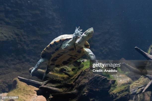 Vietnamese pond turtle swims during a preview of the Secret Life of Reptiles and Amphibians experience, opening this Easter at ZSL London Zoo in...