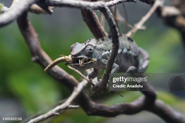 Panther chameleon eats a cricket during a preview of the Secret Life of Reptiles and Amphibians experience opening this Easter at ZSL London Zoo in...