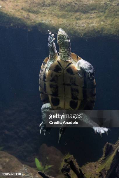 Vietnamese pond turtle swims during a preview of the Secret Life of Reptiles and Amphibians experience, opening this Easter at ZSL London Zoo in...