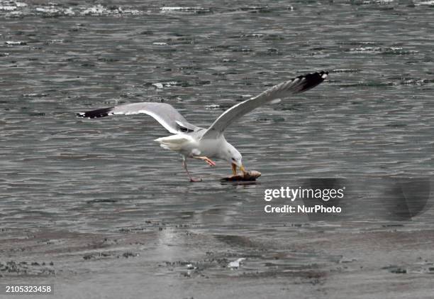 Seagull is fishing at Dingxiang Lake in Shenyang, Liaoning Province, China, on March 25, 2024.