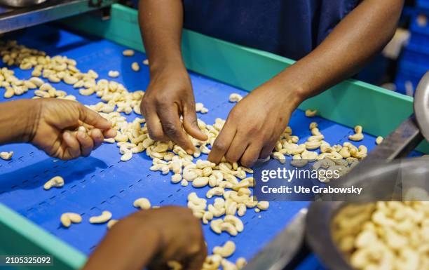 At the Benin KAJU fabric, workers select, separate, clean and pack cashew nuts in a production hall on March 07, 2024 in Glo-Djigbe, Benin.