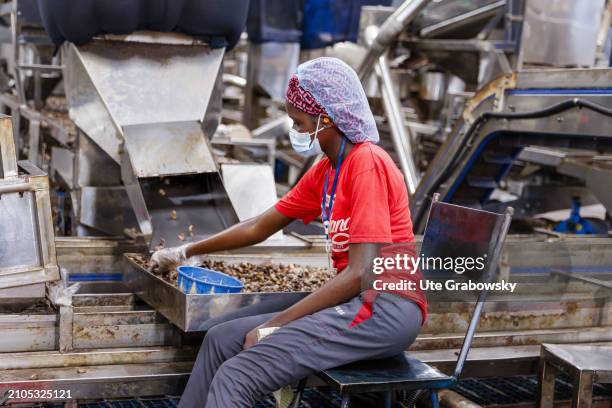 At the Benin KAJU fabric, workers select, separate, clean and pack cashew nuts in a production hall on March 07, 2024 in Glo-Djigbe, Benin.